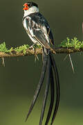 Pin-tailed Whydah