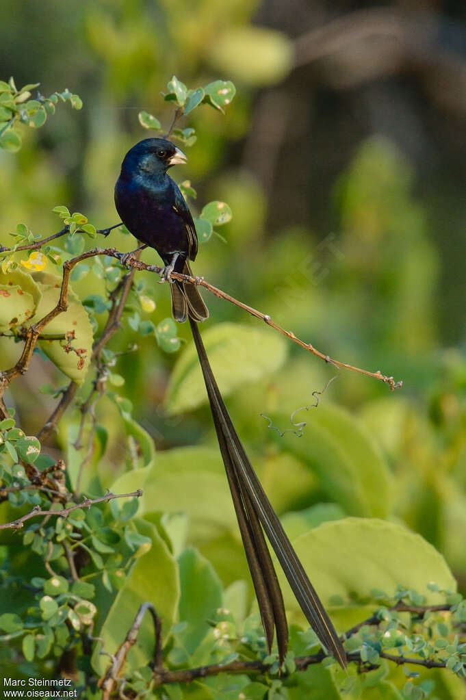 Steel-blue Whydah male adult breeding, identification