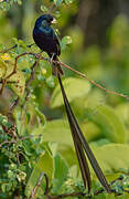 Steel-blue Whydah