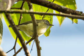 Brown-capped Vireo