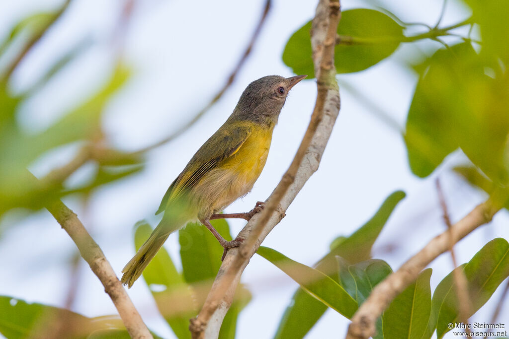 Ashy-headed Greenlet