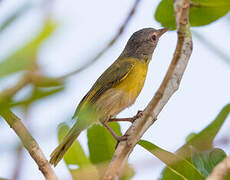 Ashy-headed Greenlet