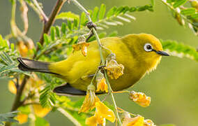 Green White-eye