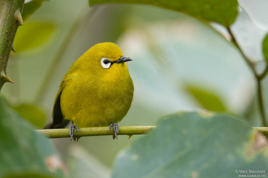 Green White-eyeadult