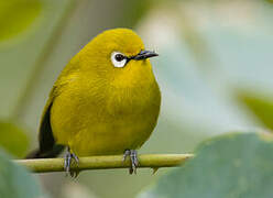 Green White-eye