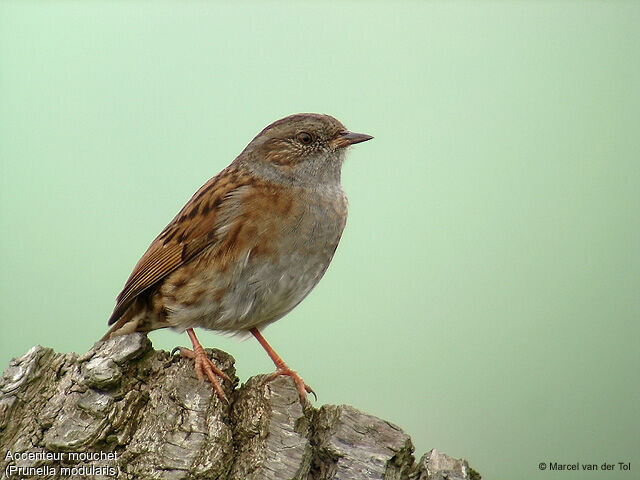 Dunnock