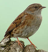 Dunnock