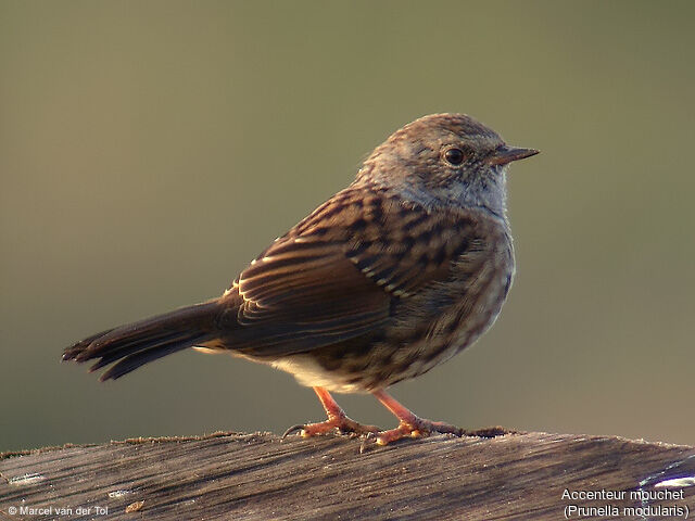 Dunnock