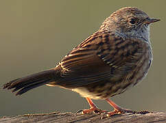 Dunnock