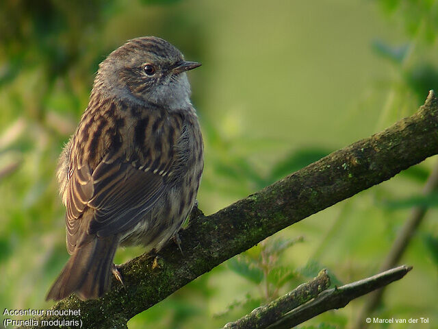 Dunnock