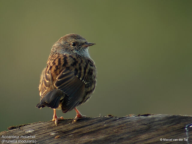 Dunnock