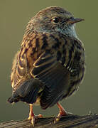 Dunnock