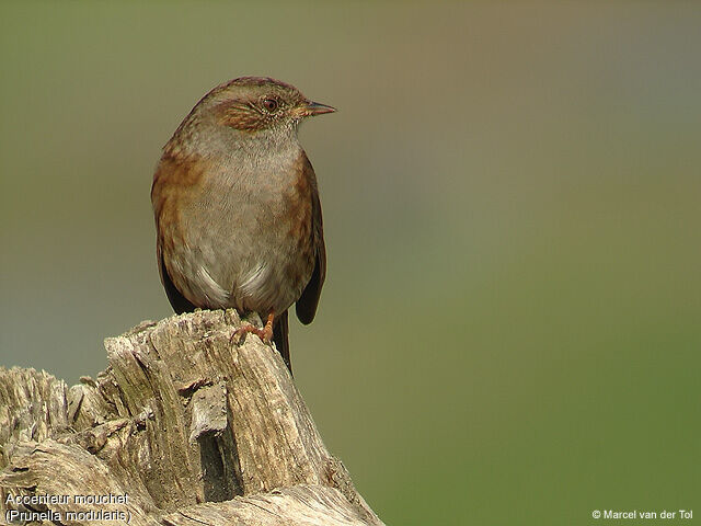 Dunnock