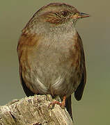 Dunnock