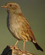 Dunnock