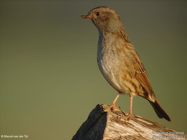 Dunnock