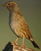 Dunnock