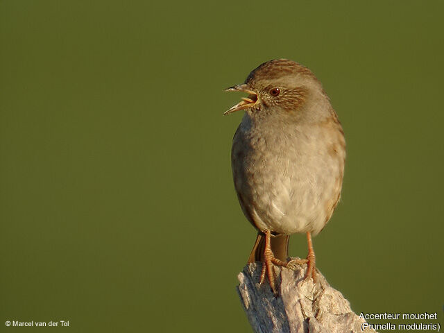 Dunnock