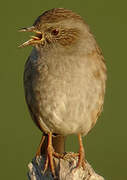 Dunnock