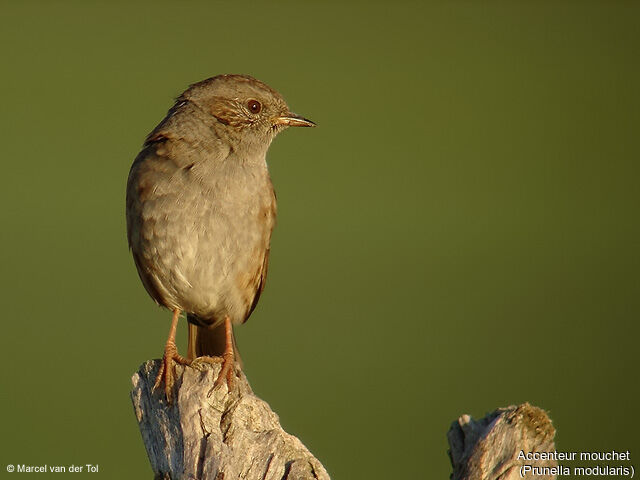 Dunnock