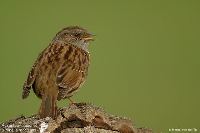 Dunnock