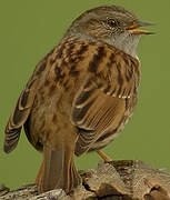 Dunnock