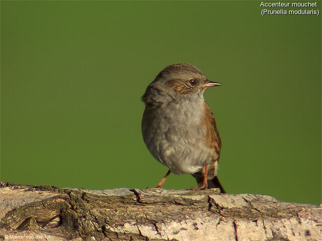 Dunnock