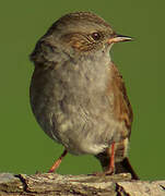 Dunnock