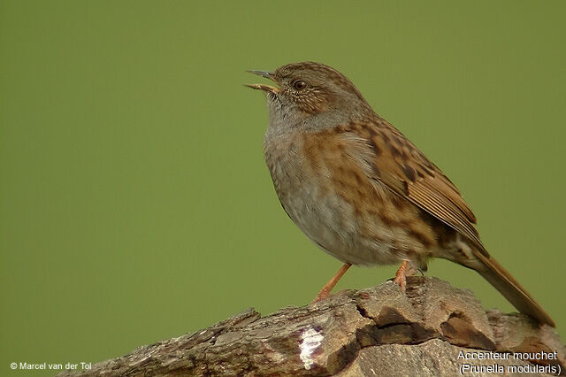 Dunnock