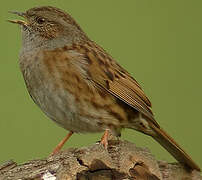 Dunnock