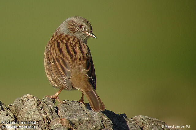 Dunnock