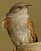 Dunnock