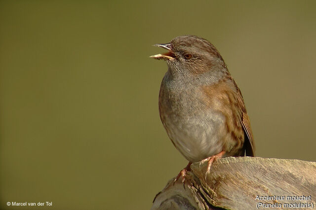 Dunnock