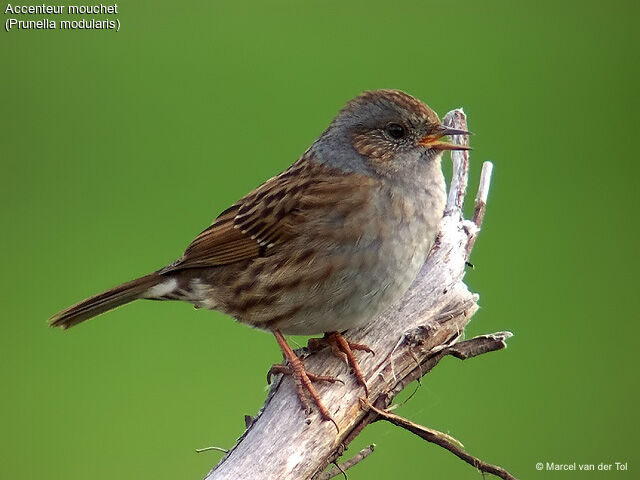 Dunnock