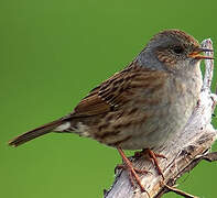 Dunnock