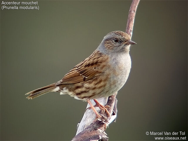 Dunnock