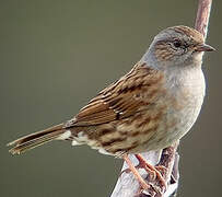 Dunnock