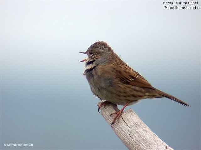 Dunnock