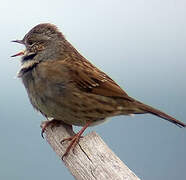 Dunnock