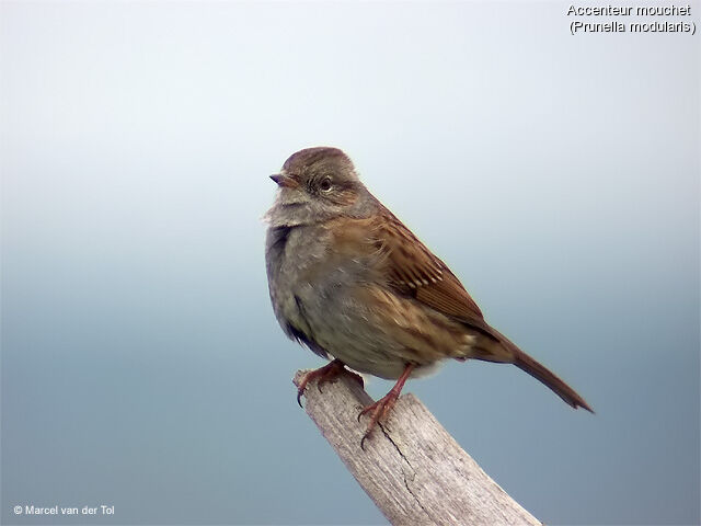 Dunnock