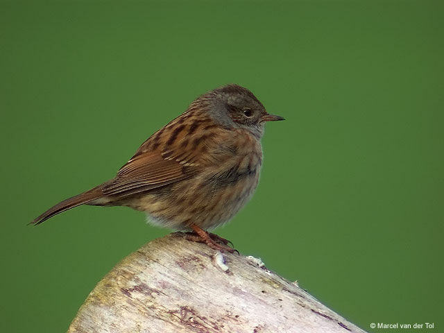 Dunnock