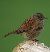 Dunnock