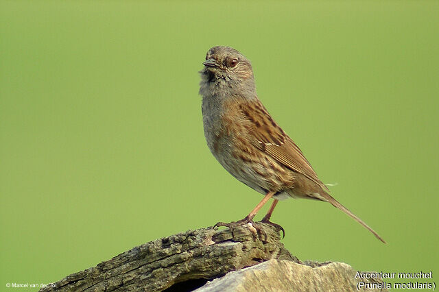 Dunnock