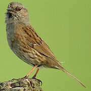 Dunnock