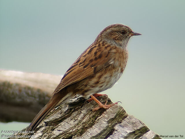 Dunnock