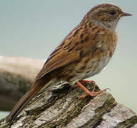 Dunnock