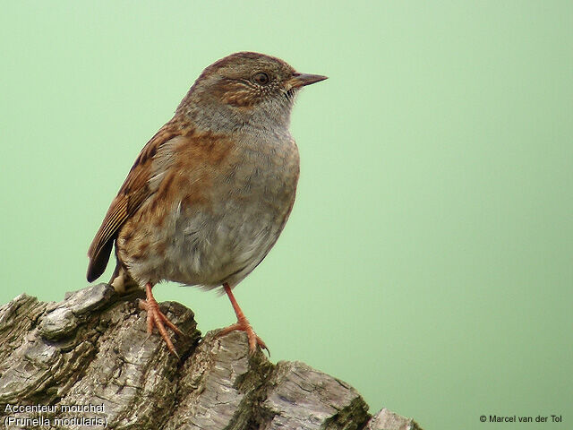 Dunnock