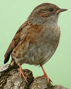 Dunnock