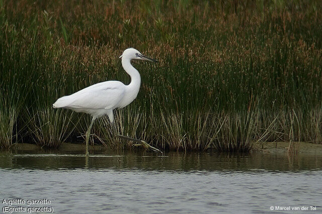 Little Egret