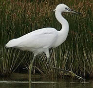 Aigrette garzette